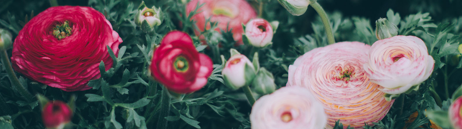 Anita Blumen - Blumen, Blüten, Floristik, Grabpflege