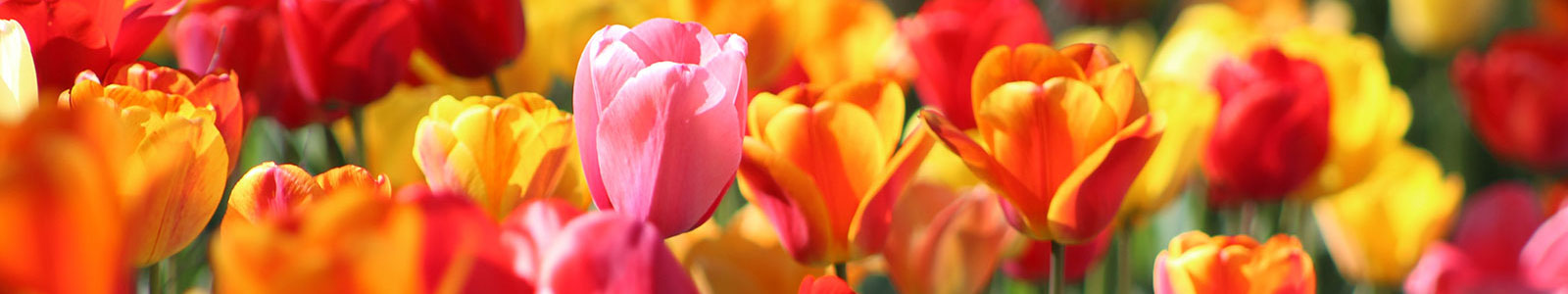 Anita Blumen - Tulpen, Blüten, Floristik