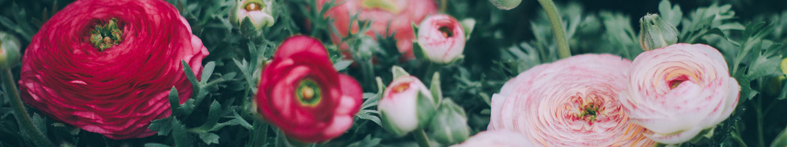 Anita Blumen - Blumen, Blüten, Floristik, Grabpflege